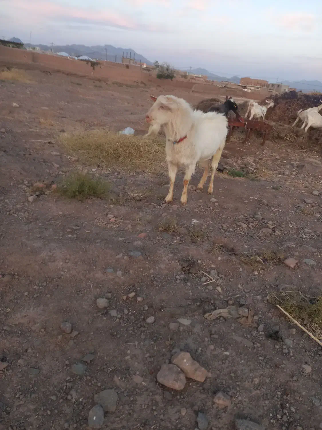 نربز سانن|حیوانات مزرعه|تربت‌حیدریه, کلاته توکلی|دیوار