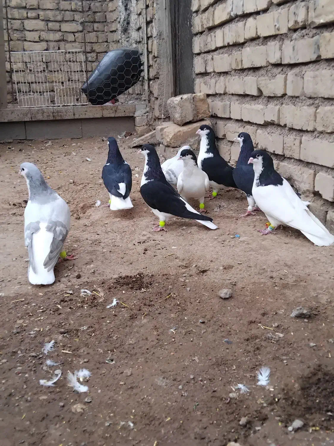 4 جفت کبوتر سیاه پوش ذات دار قشنگ سالم|پرنده|قزوین, |دیوار