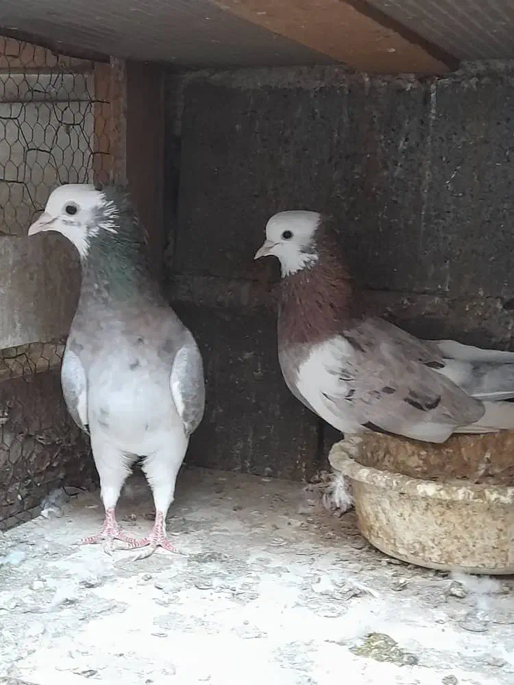 کبوتر پرشی|پرنده|گرگان, |دیوار