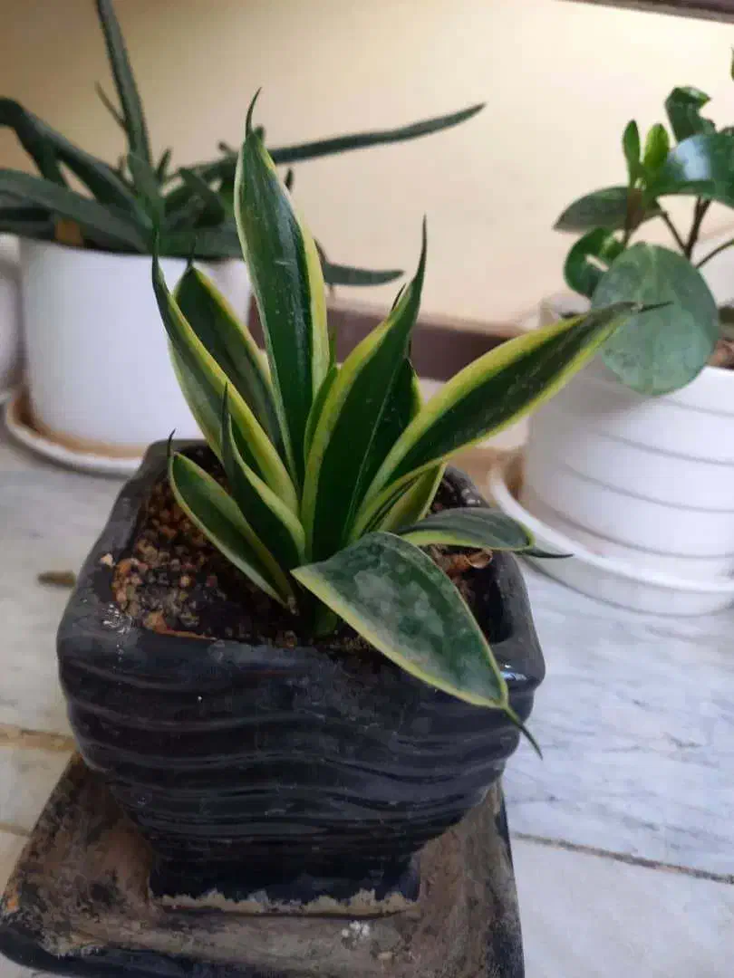 گل های زیبا|گل و گیاه طبیعی|فردیس, خیام شرقی|دیوار