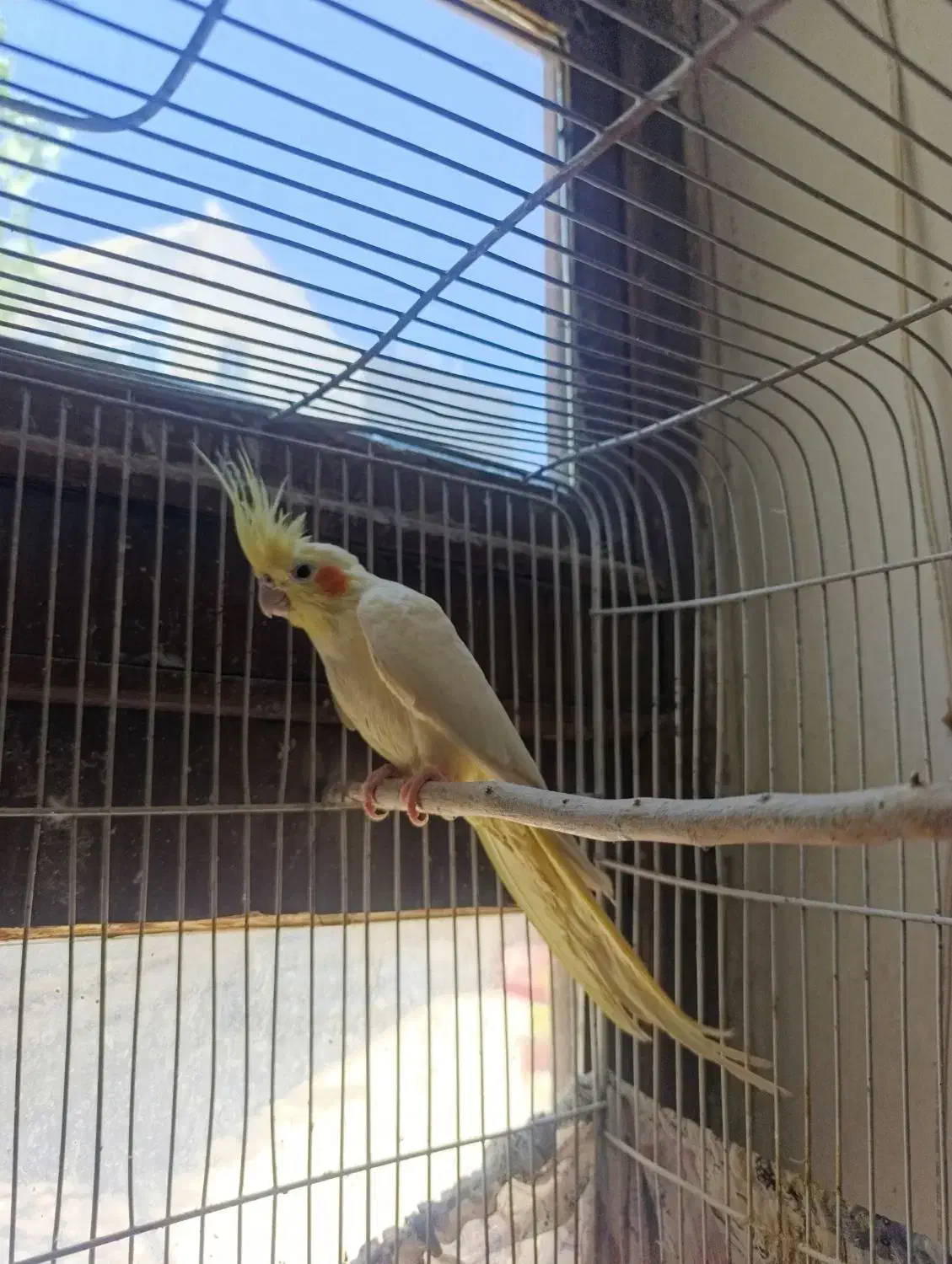 عروس هلندی|پرنده|خمینی‌شهر, |دیوار