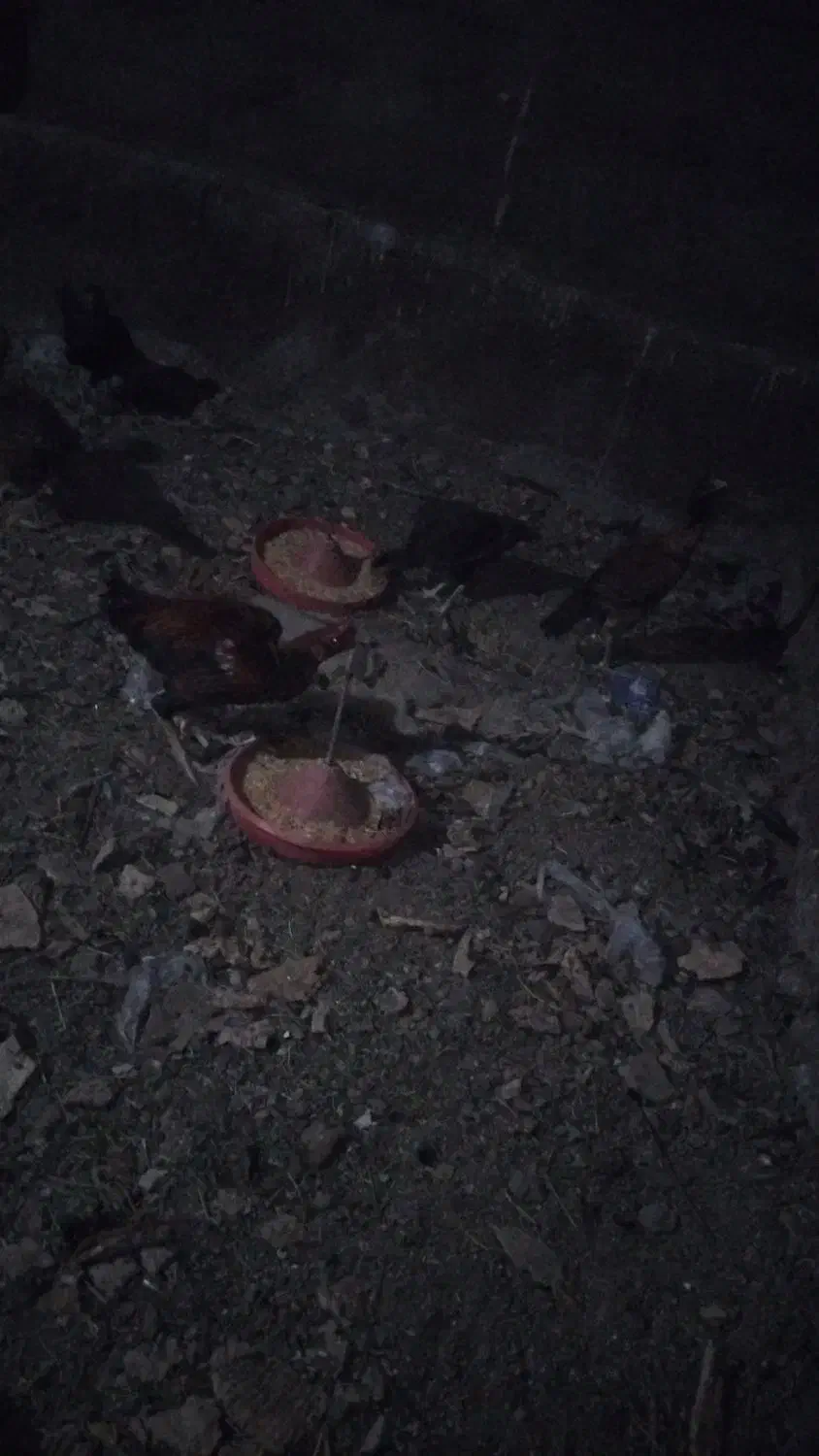 مرغ لاری ۱۲ عدد ۲عدد خوروس اصل لاری بقیه مرغ|حیوانات مزرعه|عجب شیر, |دیوار