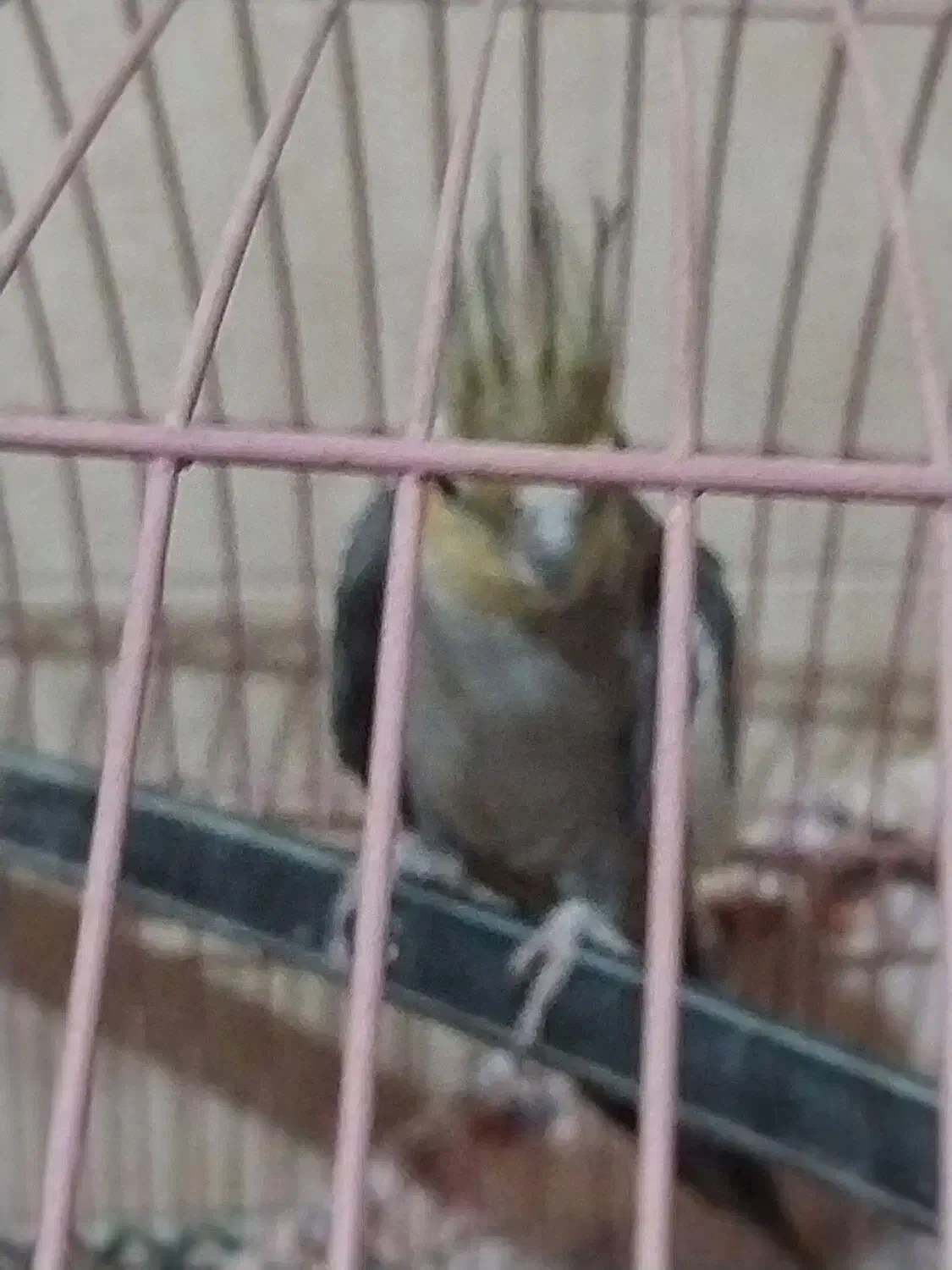 فروش نرسیامون به شرط جوجه ودامپزشکی|پرنده|گرمسار, |دیوار