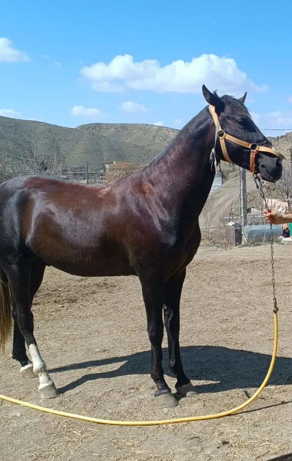 اسب دوریکا|اسب و تجهیزات اسب‌سواری|جوین, |دیوار