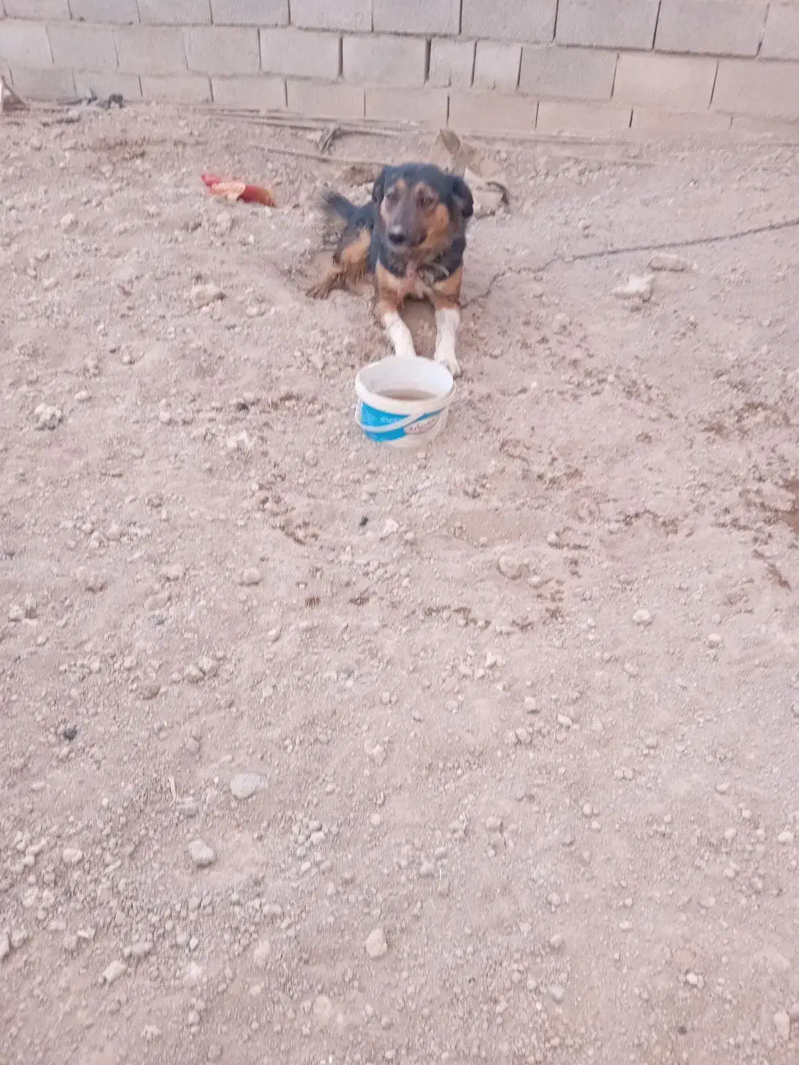 سگ گرگی فقط تماس در کبودرآهنگ|سگ|کبودرآهنگ, |دیوار