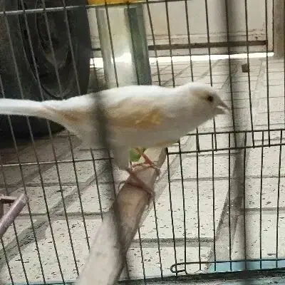 قناری ماده موزایکی|پرنده|کرمانشاه, |دیوار