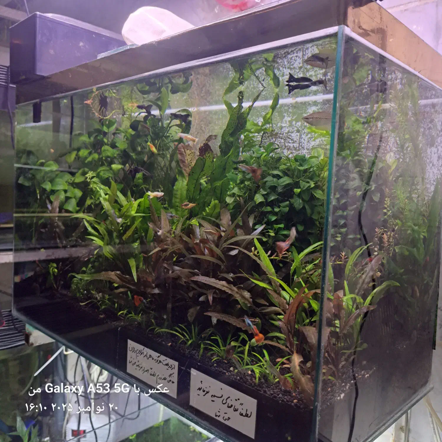 گیاه آبزی و پلنت|ماهی|اردبیل, |دیوار