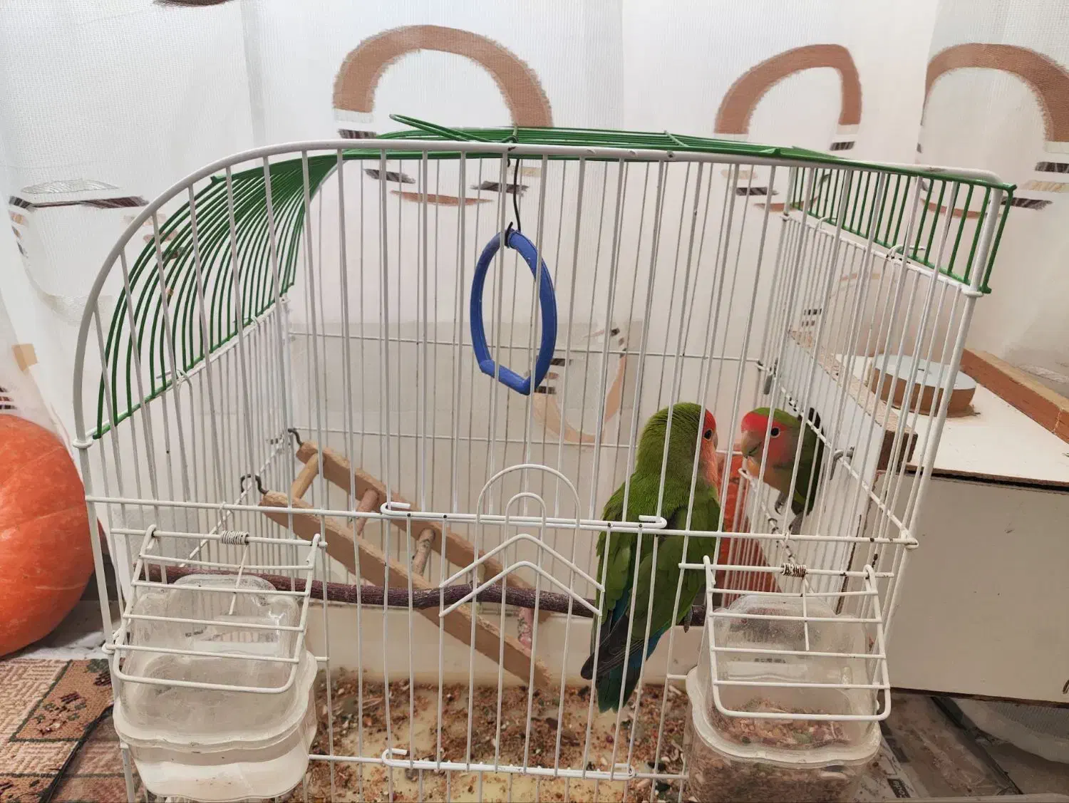 پرنده زینتی|پرنده|اردبیل, |دیوار