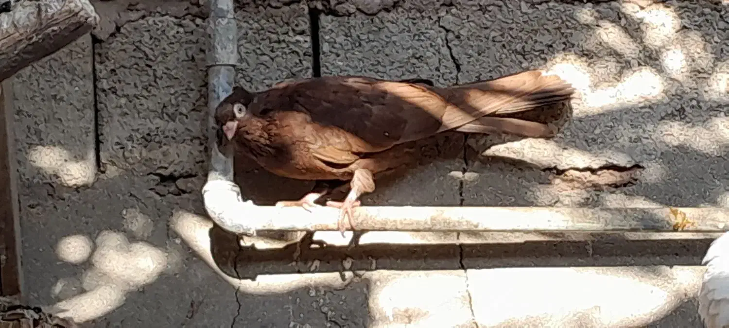 ۲/۰۰۰/۰۰۰|پرنده|بندر گناوه, |دیوار