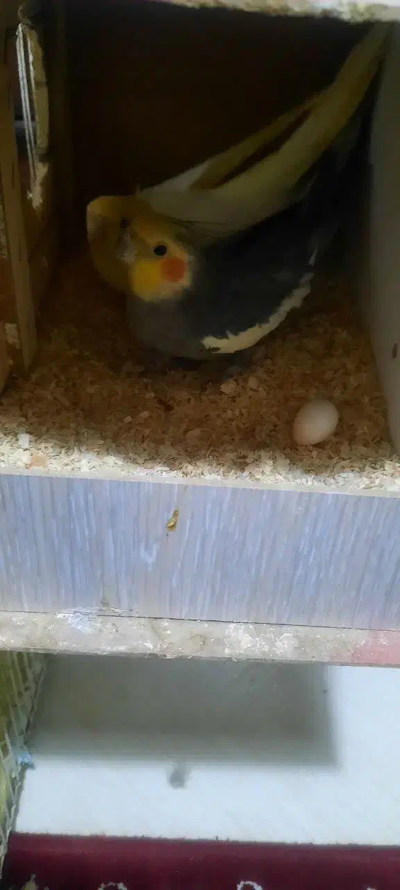 یک جفت عروس هلندی|پرنده|ماهدشت, |دیوار