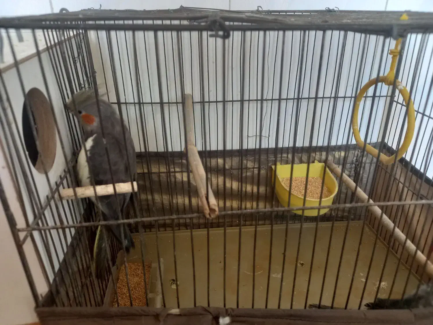 عروس هلندی|پرنده|باقرشهر, |دیوار