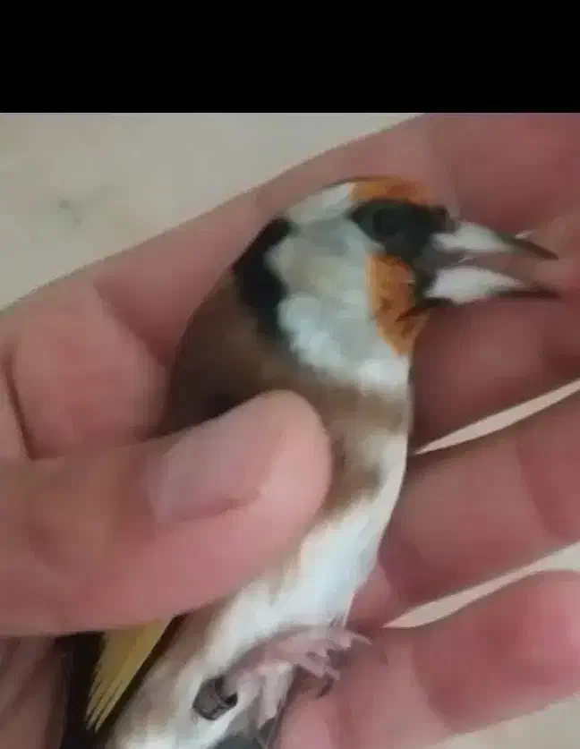 سهره ماده،متولد قفس، کار داده|پرنده|تهران, عبدلآباد|دیوار