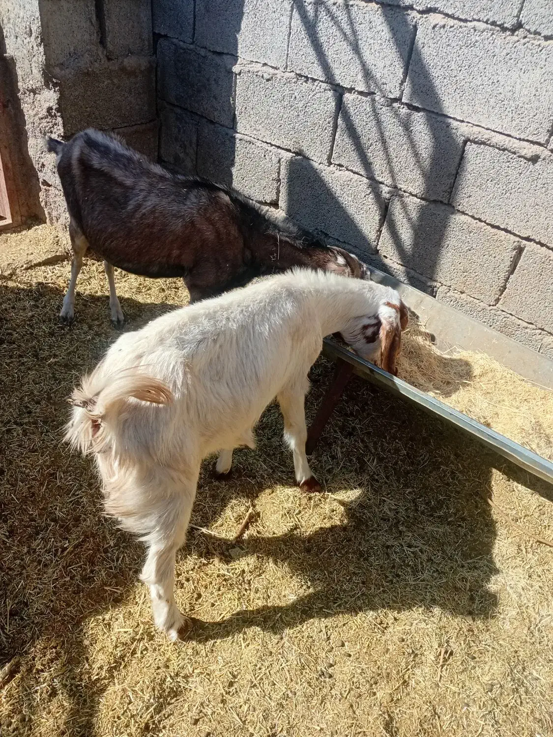 بزوگیسه|حیوانات مزرعه|نگار, |دیوار