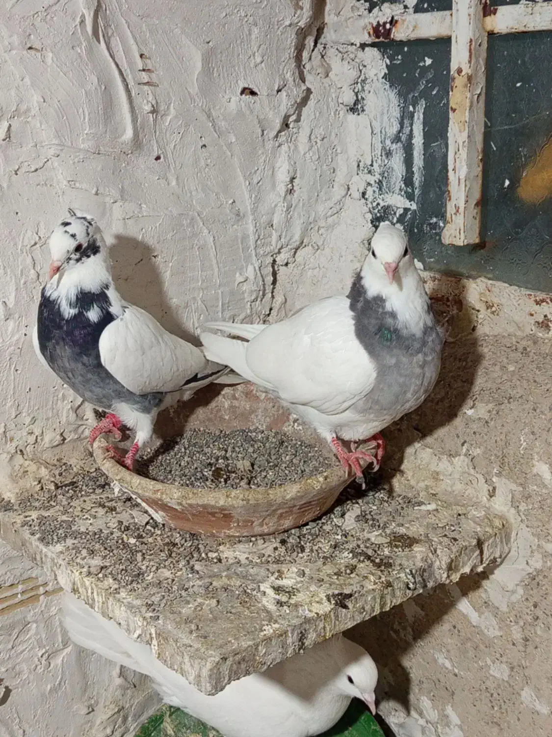 خال شاپر|پرنده|سیوان, |دیوار