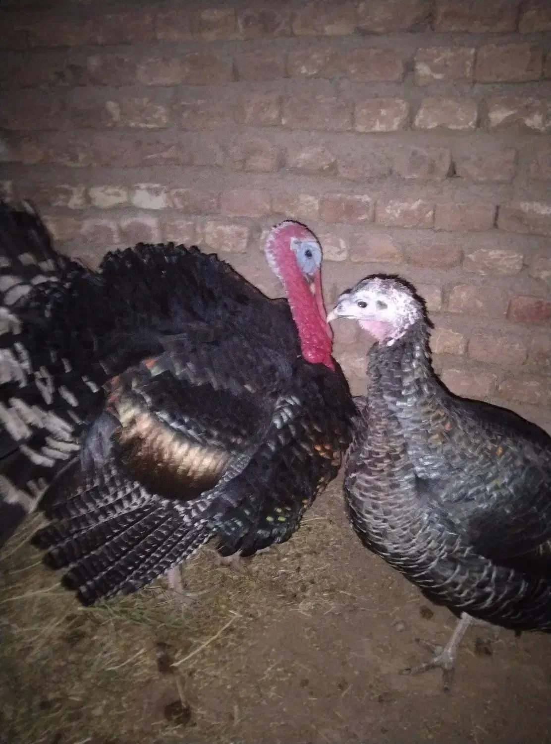 باغلمون نر ماده سالم تخم گذار|حیوانات مزرعه|شامکان, |دیوار