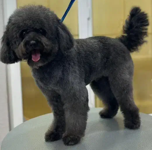 مدل  برای کوتاهی|خدمات آرایشگری و زیبایی|رشت, کاکتوس|دیوار