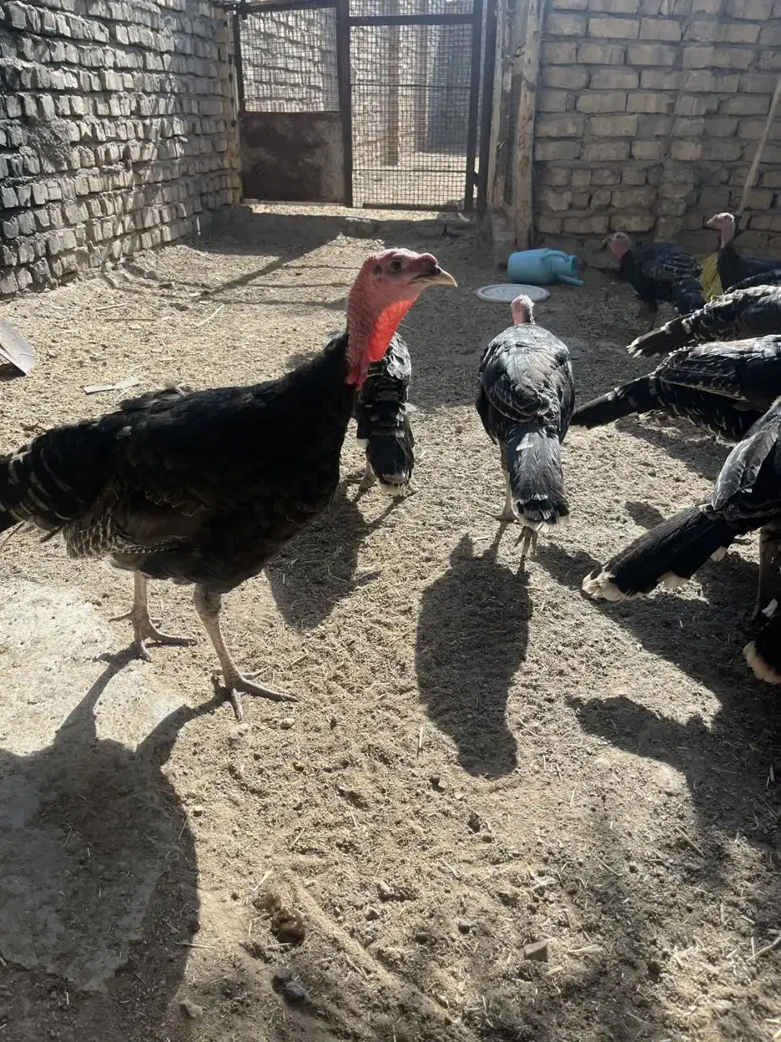 بوقلمون برنز۶ماهه|حیوانات مزرعه|قم, پردیسان|دیوار