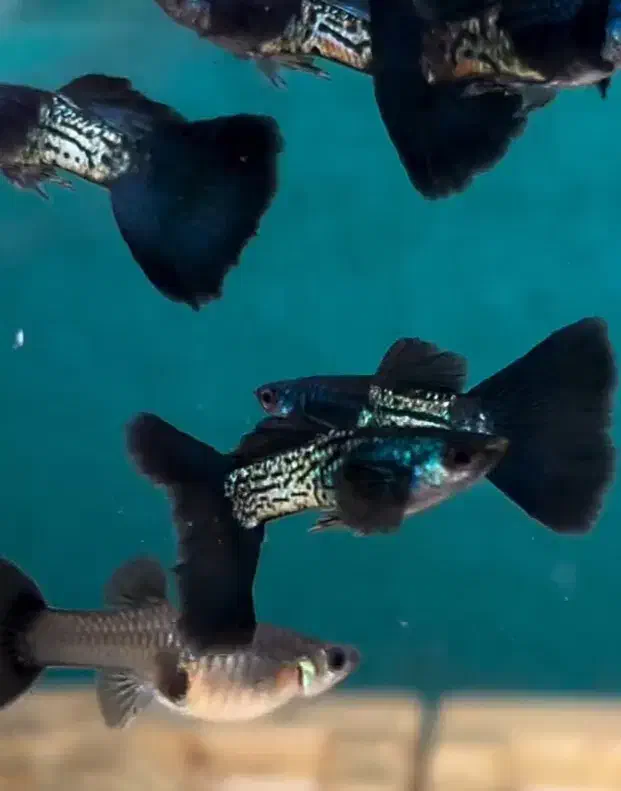 گوپی خاص|ماهی|فولادشهر, A6|دیوار