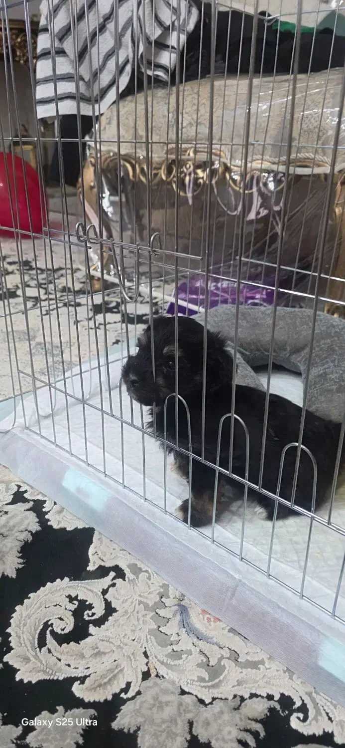 سگ خانگی|سگ|میاندوآب, |دیوار