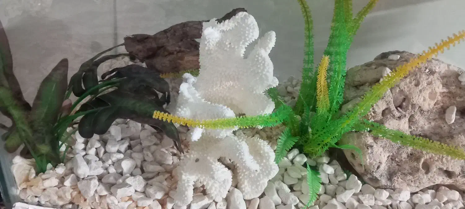 آکواریوم شرکتی وخانگی|ماهی|مشهد, رستگار|دیوار