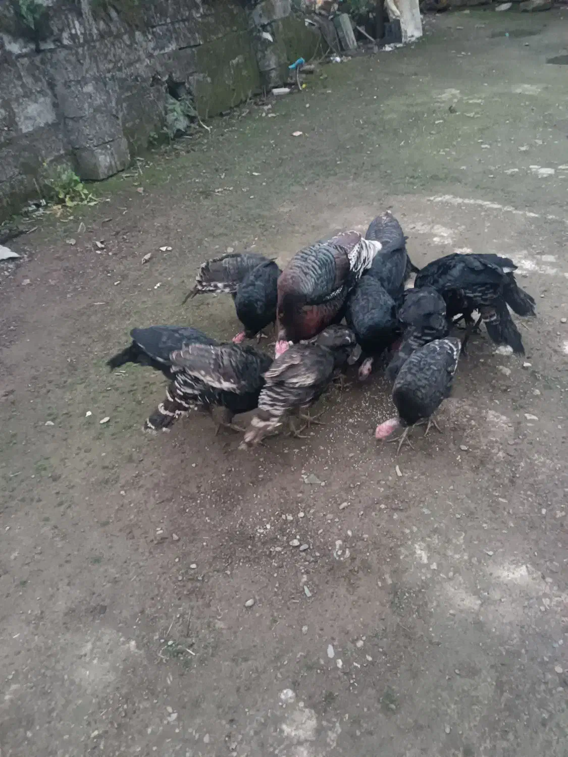 فروش بوقلمون بزرگ یکجا سالم ب شرط|حیوانات مزرعه|تولم شهر, |دیوار