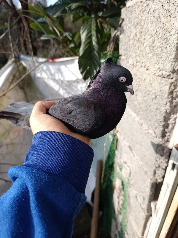 کبوتر مشکی کاکولی|پرنده|لاهیجان, کوی زمانی|دیوار