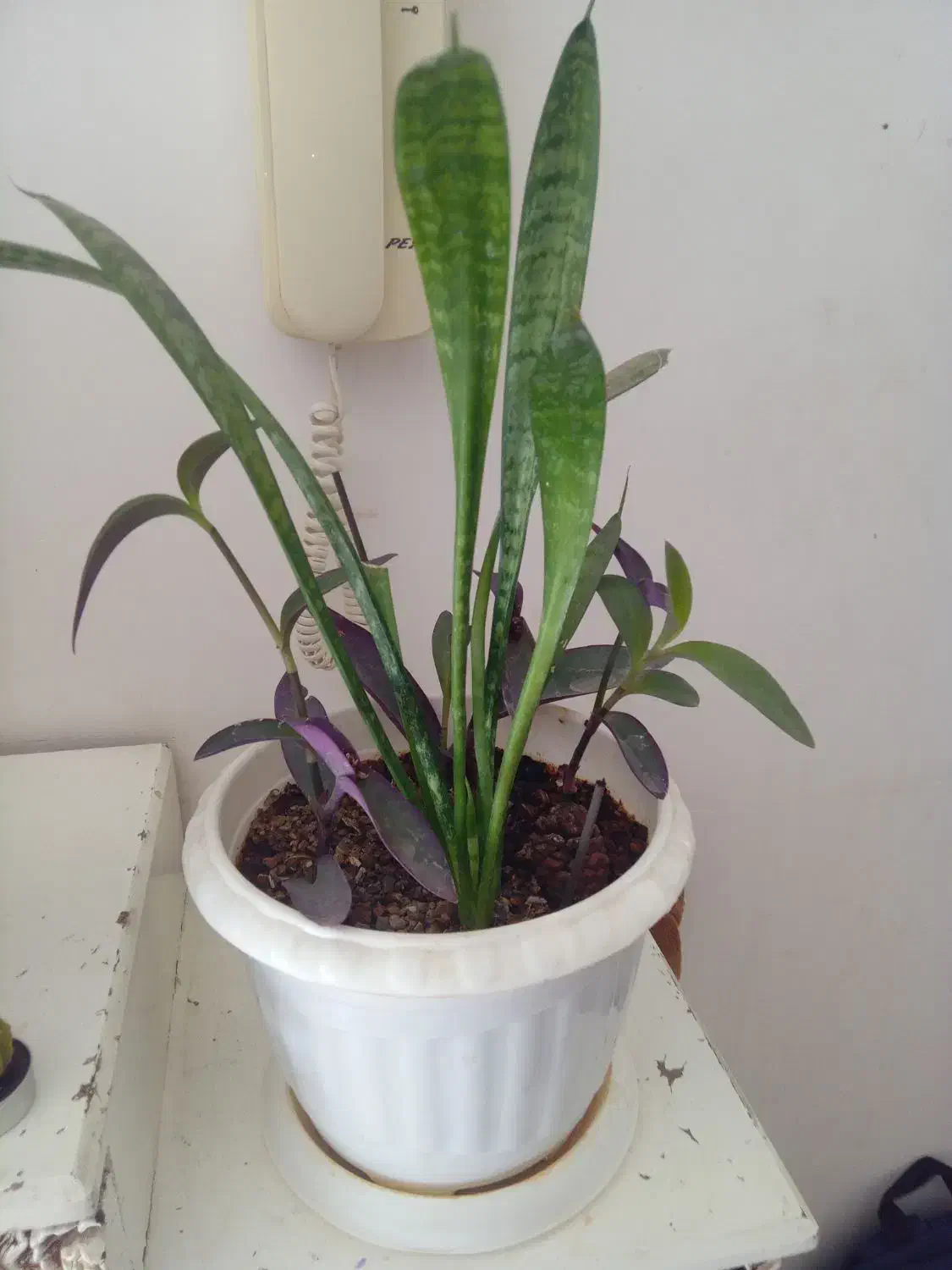 گل طبیعی زیبا|گل و گیاه طبیعی|پیر سلیمان, |دیوار