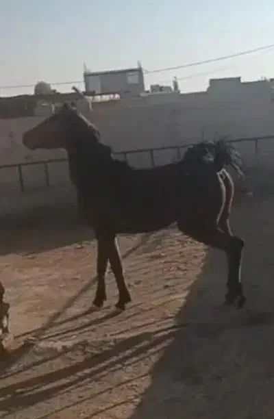 مادیان|اسب و تجهیزات اسبسواری|اصفهان, سروستان|دیوار