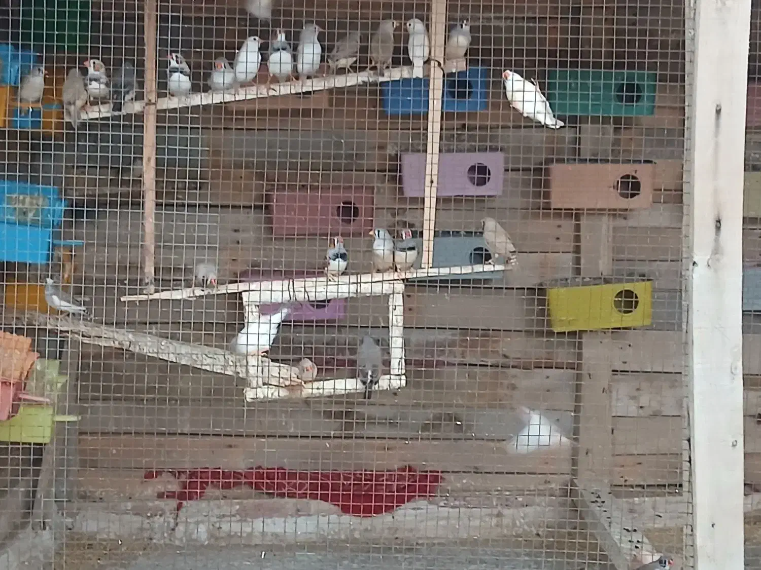 فنچ سرحال وعالی حدودا ۴۰ ۵۰ جفت|پرنده|چابهار, |دیوار