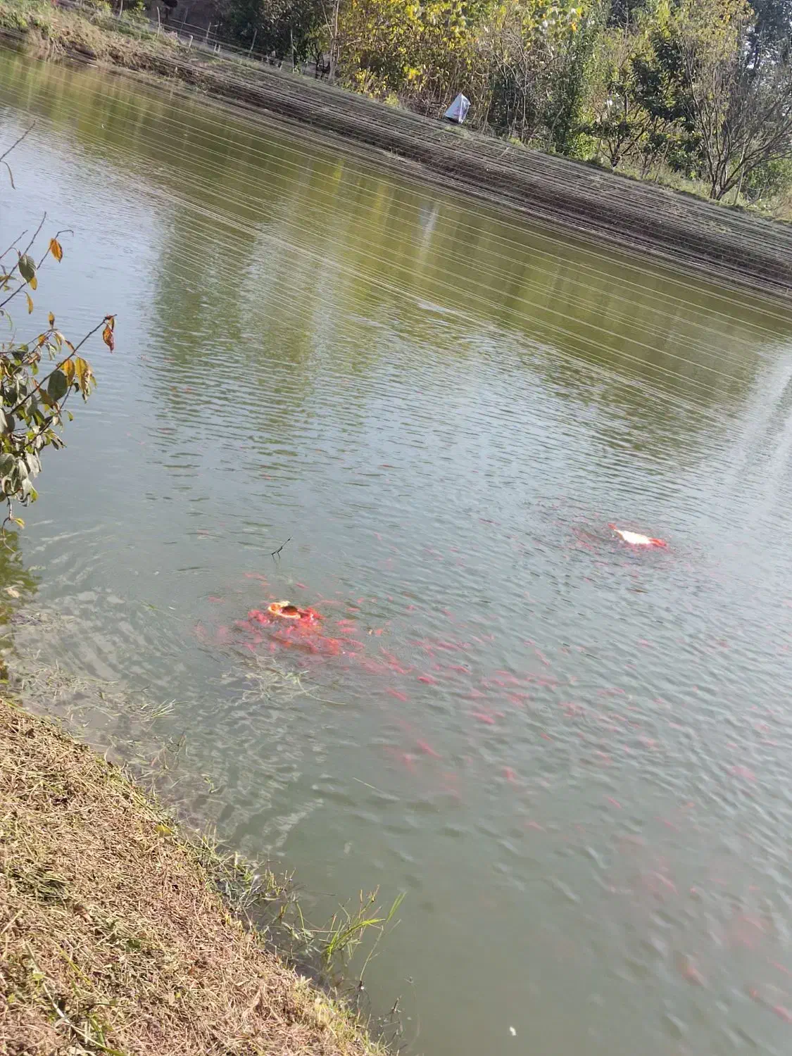 ماهی قرمز ۲ بند|ماهی|سنگر, |دیوار