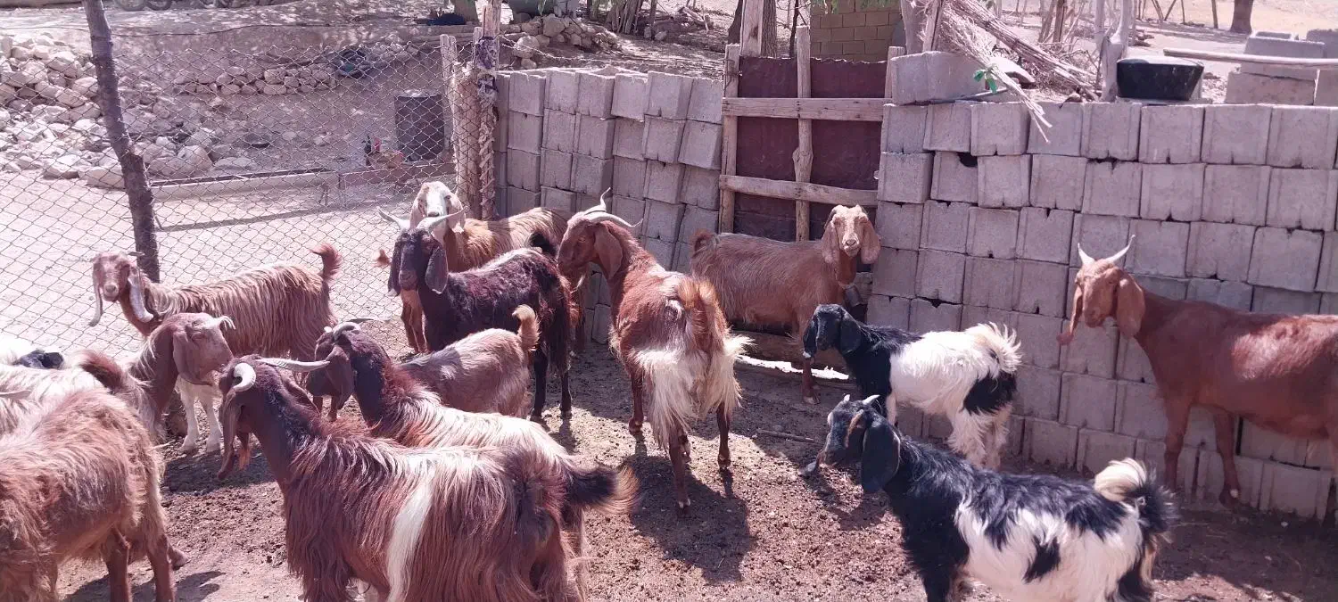 بز ذات دار داشتی|حیوانات مزرعه|مارگون, |دیوار