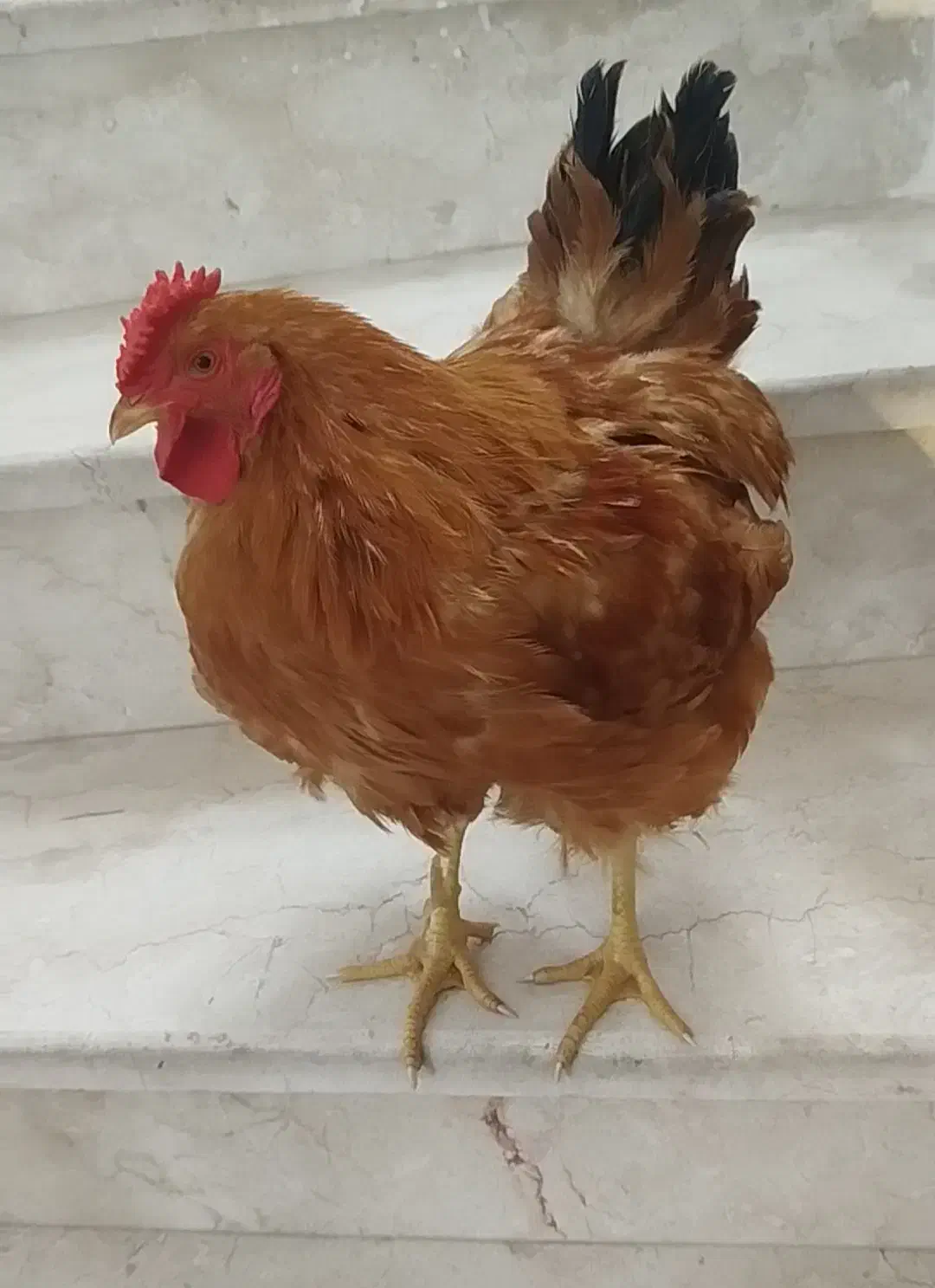 خروس محلی|حیوانات مزرعه|قم, باغ کرباسی|دیوار