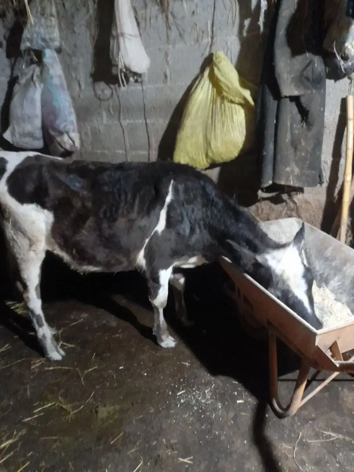 لیشه دورگ|حیوانات مزرعه|رشت, آب آسیاب|دیوار