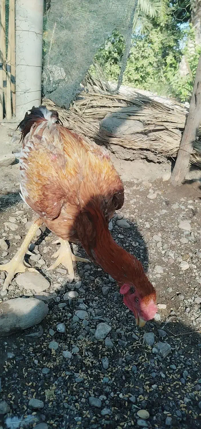 سلاممرغوخروسفروشی|حیوانات مزرعه|توکهور, |دیوار