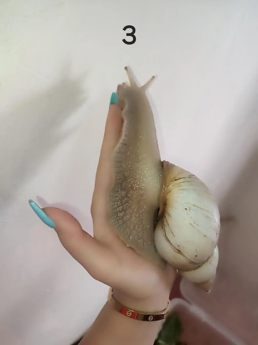 حلزون آچاتینا|خزنده|زنجان, |دیوار