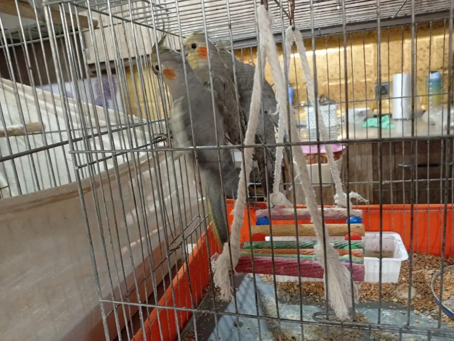 عروس هلندی|پرنده|شاهدشهر, |دیوار