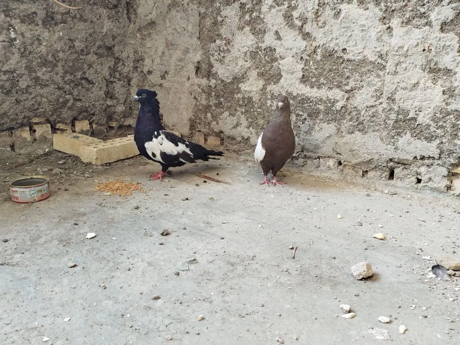 کفتر سینه ای|پرنده|شوشتر, |دیوار