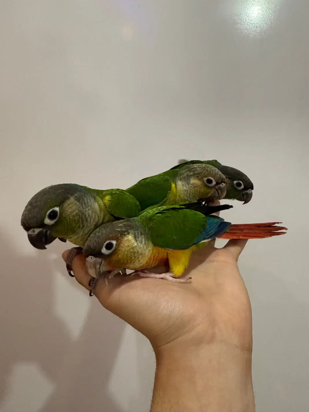 سه عدد جوجه گرینچیک رام دونه خور|پرنده|بندر انزلی, معلم|دیوار