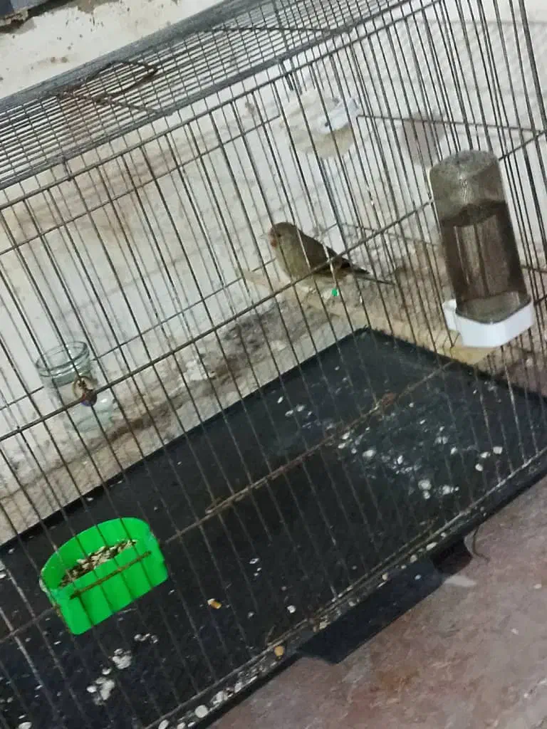 سقا وسهره قناری|پرنده|کرمان, |دیوار