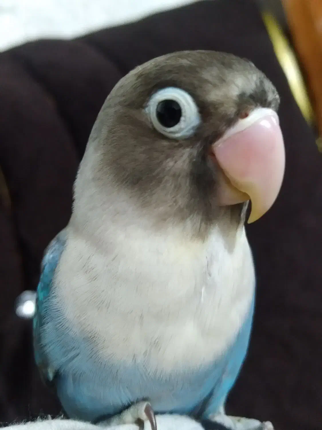 فروش فوری طوطی برزیلی آبی|پرنده|رشت, سیا اسطلخ|دیوار