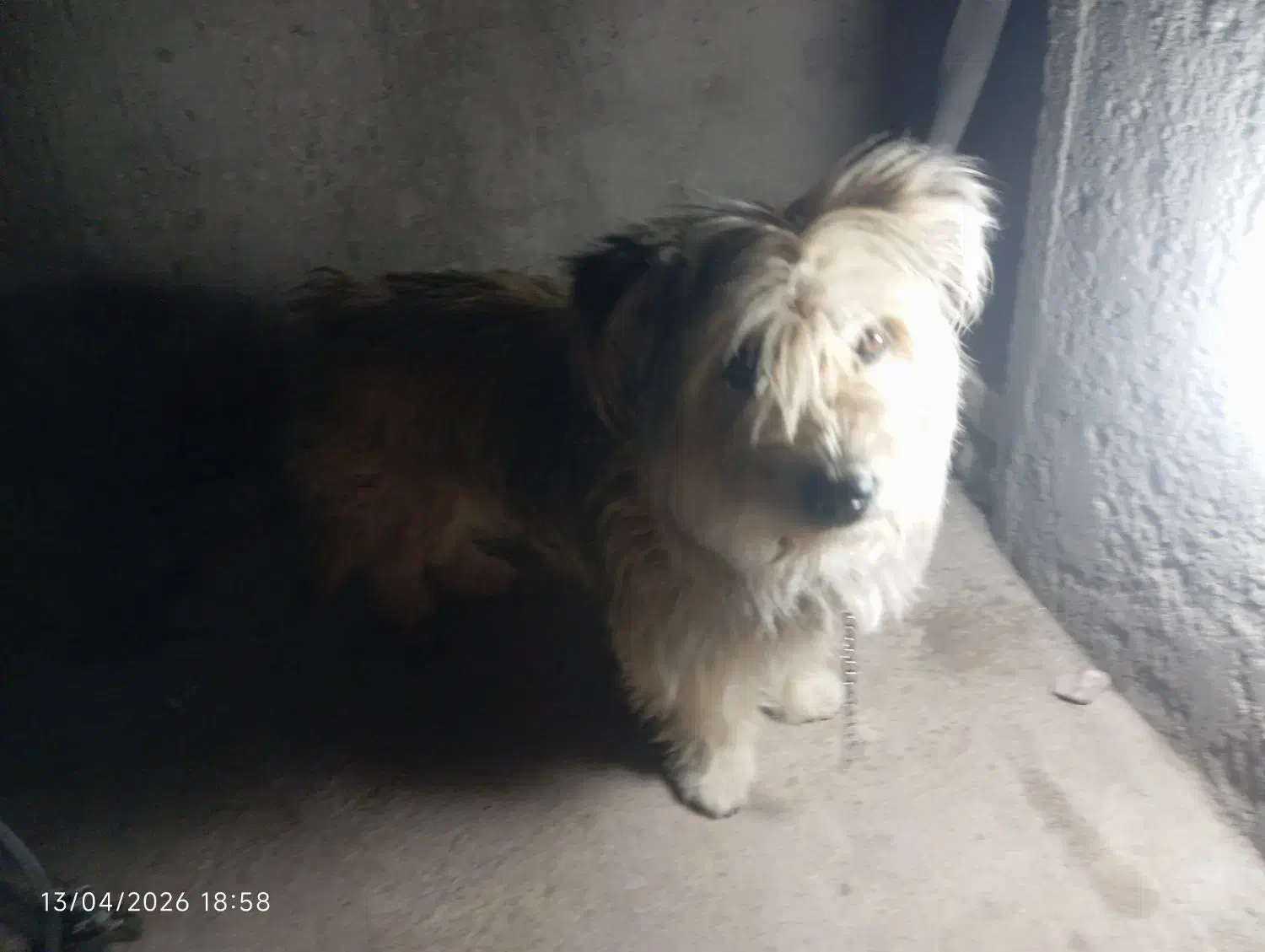 سگه|سگ|سیرجان, |دیوار