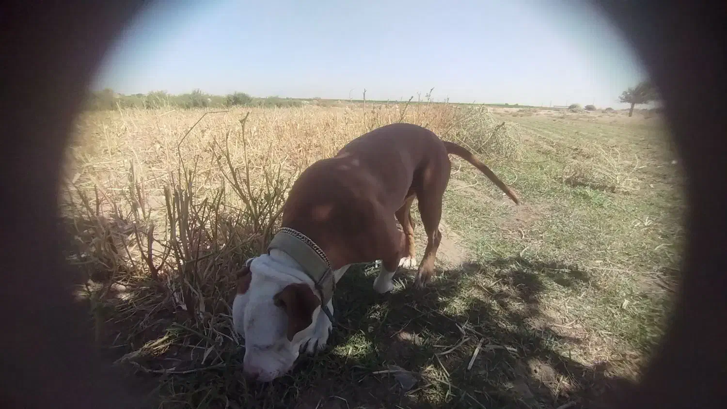 گم شده|حیوانات|جوادآباد, |دیوار