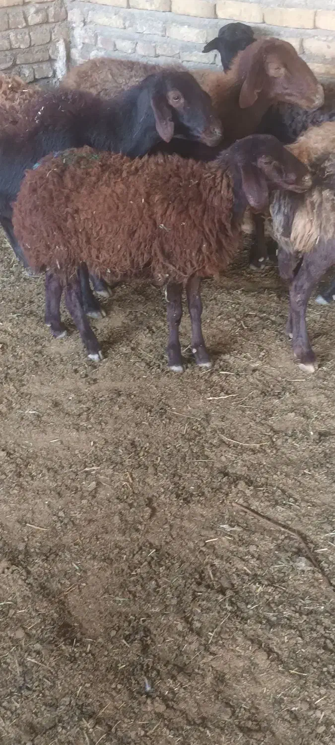 میش بز|حیوانات مزرعه|تربتحیدریه, کوی شهید احمدزاده ملکی|دیوار