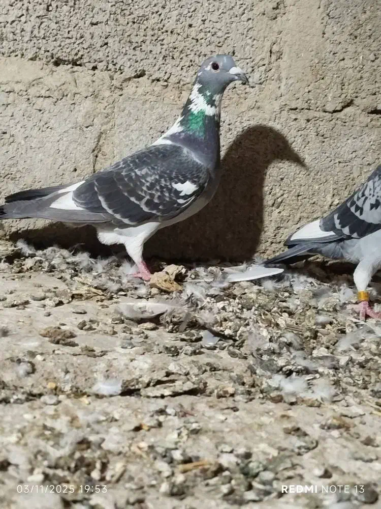 کبوتر مسافتی|پرنده|سیب و سوران, |دیوار