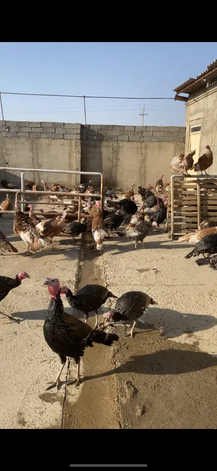 بوقلمون|حیوانات مزرعه|سنندج, |دیوار