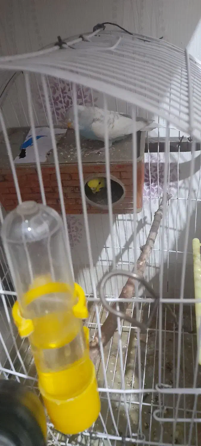 طوطی عروس و مرغ عشق|پرنده|قزوین, |دیوار