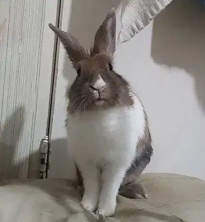 گمشده اسمش تینگی نژاد جرسی،|حیوانات|ماهدشت, |دیوار