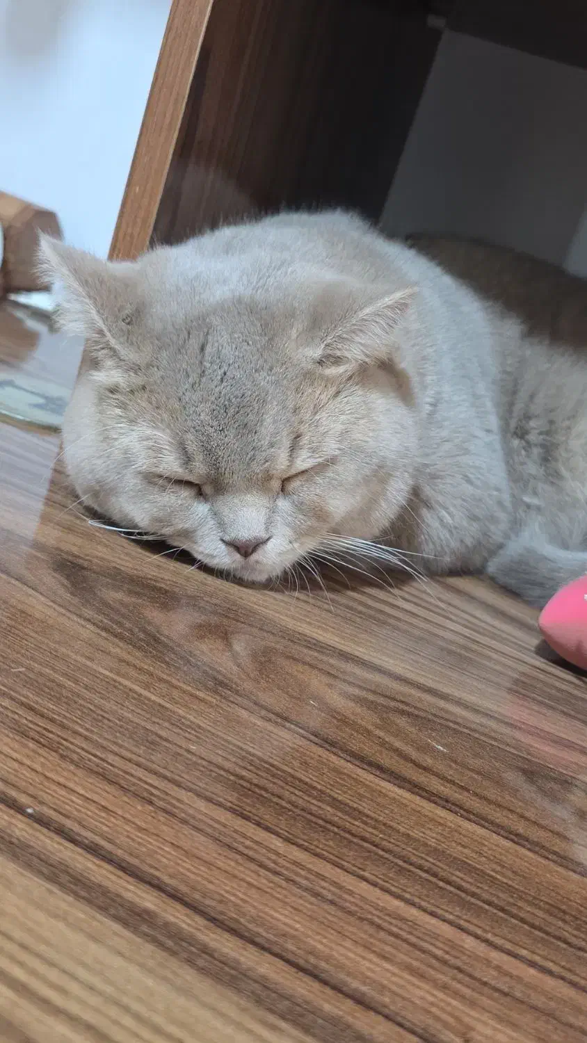 گربه نر جهت جفت گیری|گربه|یزد, |دیوار