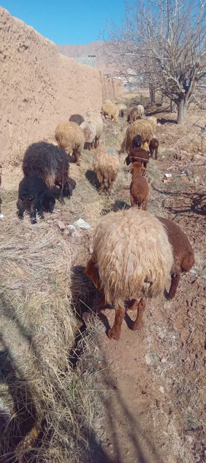 میش داشتی|حیوانات مزرعه|اسفراین, |دیوار