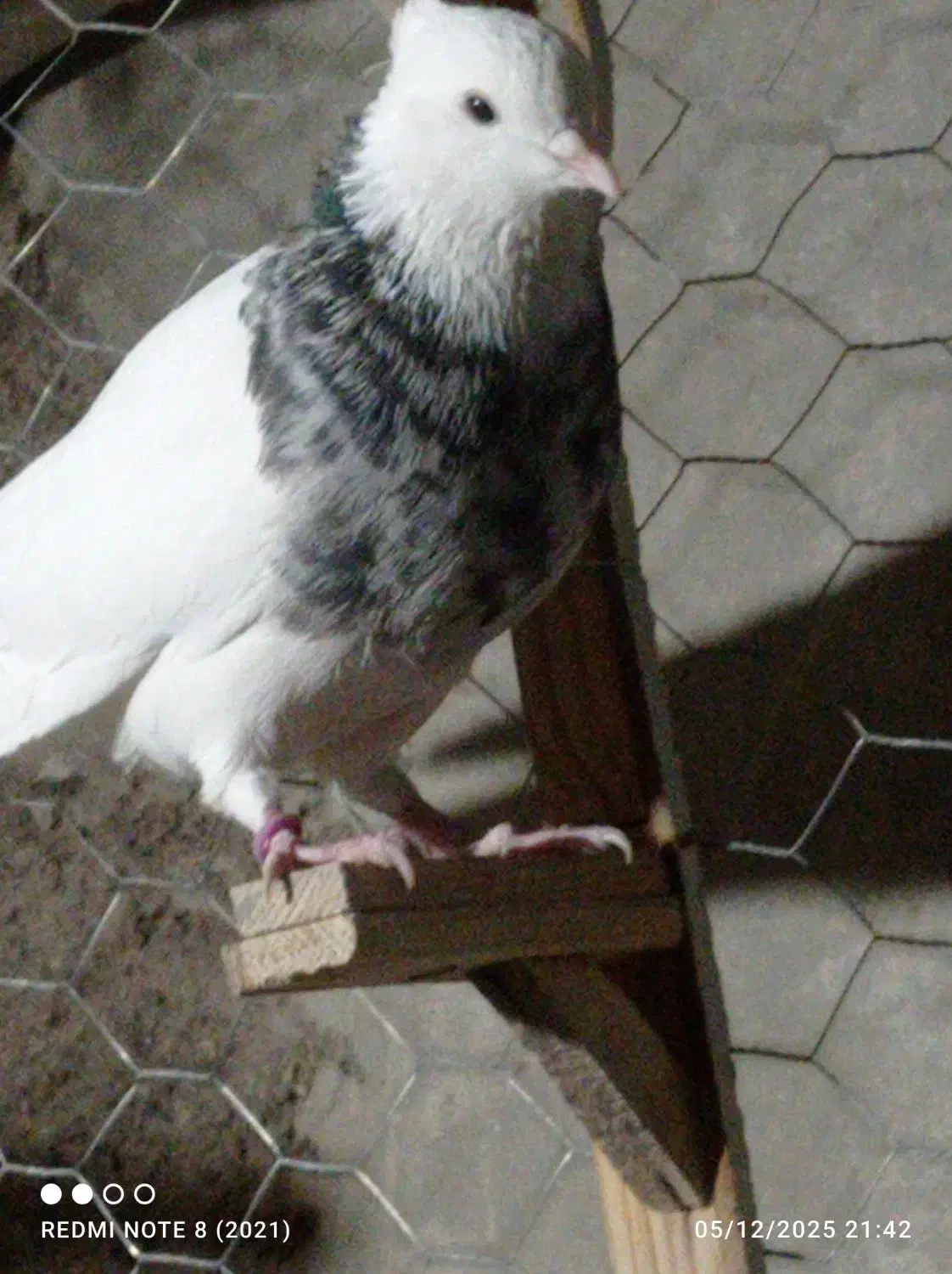 طوق سور|پرنده|بم, |دیوار